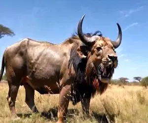 کارخانه حیوانات؛ هورمون گاو هلندی و ژن شیر و قاطی کردن حیوون هیربدی تولید کردن