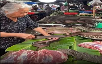 غذای سگ پز؛ پیرزن هر جک و جونور که گیر آوورده گذاشته جلوش شیک برش میده گوشتشو میفروشه