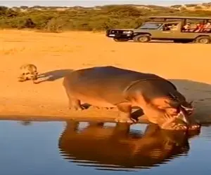 حیات وحش مصنوعی؛ اسب آبی بمبی بود که با فضولی کفتار ترکید