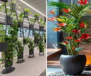 گیاهان آپارتمانی مناسب محل کار و پذیرایی های بزرگ؛ جلا و جبروت دیدنی بدون نگهداری خاص