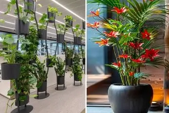 گیاهان آپارتمانی مناسب محل کار و پذیرایی های بزرگ؛ جلا و جبروت دیدنی بدون نگهداری خاص