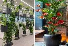 گیاهان آپارتمانی مناسب محل کار و پذیرایی های بزرگ؛ جلا و جبروت دیدنی بدون نگهداری خاص