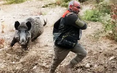 حیات وحش بی رحم؛ لحظه دلخراش تیر خوردن گراز رم کرده برای سیر کردن شکم آدمیزاد