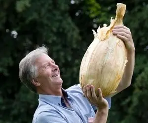 محصولات کشاورزی عظیم؛ این پیاز یا طیاره به قدری رشد کرده که برای بردنش تریلی میخای