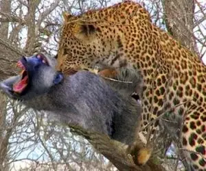 مستند حیات وحش؛ پلنگ برای رفع حاجت عین میمون از درخت میکشه بالا بابون شکار کنه