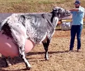 گاوهای باورنکردنی؛ گاو بیچاره اینقدر شیر داره و ندوشیدنش که راه نمی تونه بره