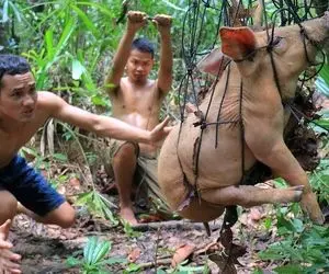 کباب خوک؛ بربرهای برهنه شکم خوک سلاخی شده رو با مواد پر کردنو رو آتیش کباب زدنش