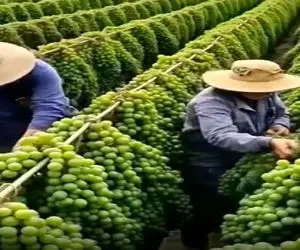 کشاورزی نوین؛ با جهش دانه یه سری انگور عمل آووردن که قدشون طوریه که زمینو جارو میکنن