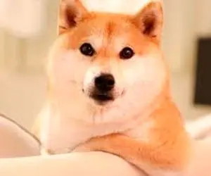 جالب ترین موقعیت شیبا!