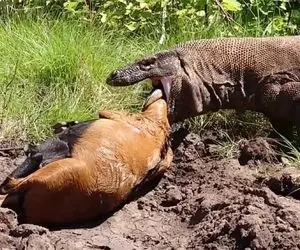 مستند حیات وحش؛ ۱۰ لحظه باورنکردنی از شکار اژدهای کومودو