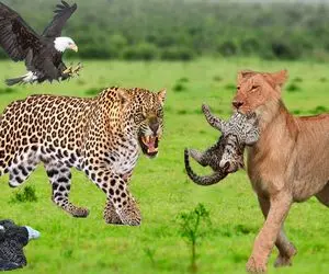 بدایع حیات وحش؛ شیر بدسگال بچه پلنگ چش قشنگه رو قاپید ننه ش دنبالش کرد بلعیدش