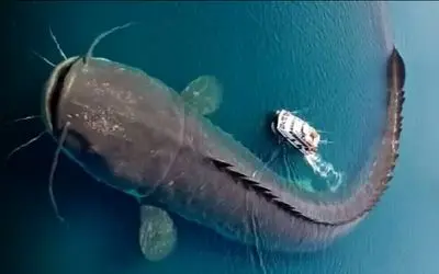 مستند اقیانوس؛ گربه ماهی بمب افکن با فوران 100000 مترمکعب آب زلزله دریایی ایجاد کرد