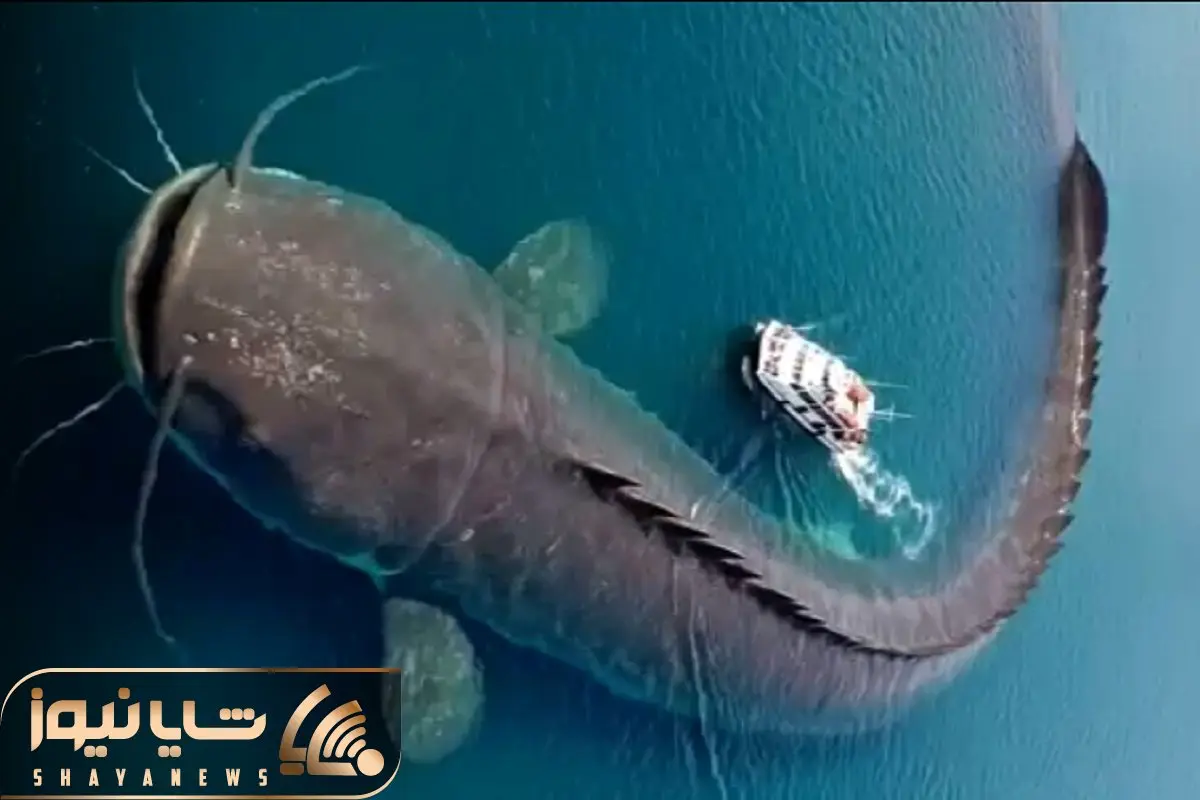 مستند اقیانوس؛ گربه ماهی بمب افکن با فوران 100000 مترمکعب آب زلزله دریایی ایجاد کرد