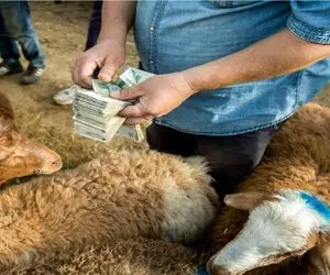 قیمت دام زنده امروز ۲۶ آذر 1404 + جدول