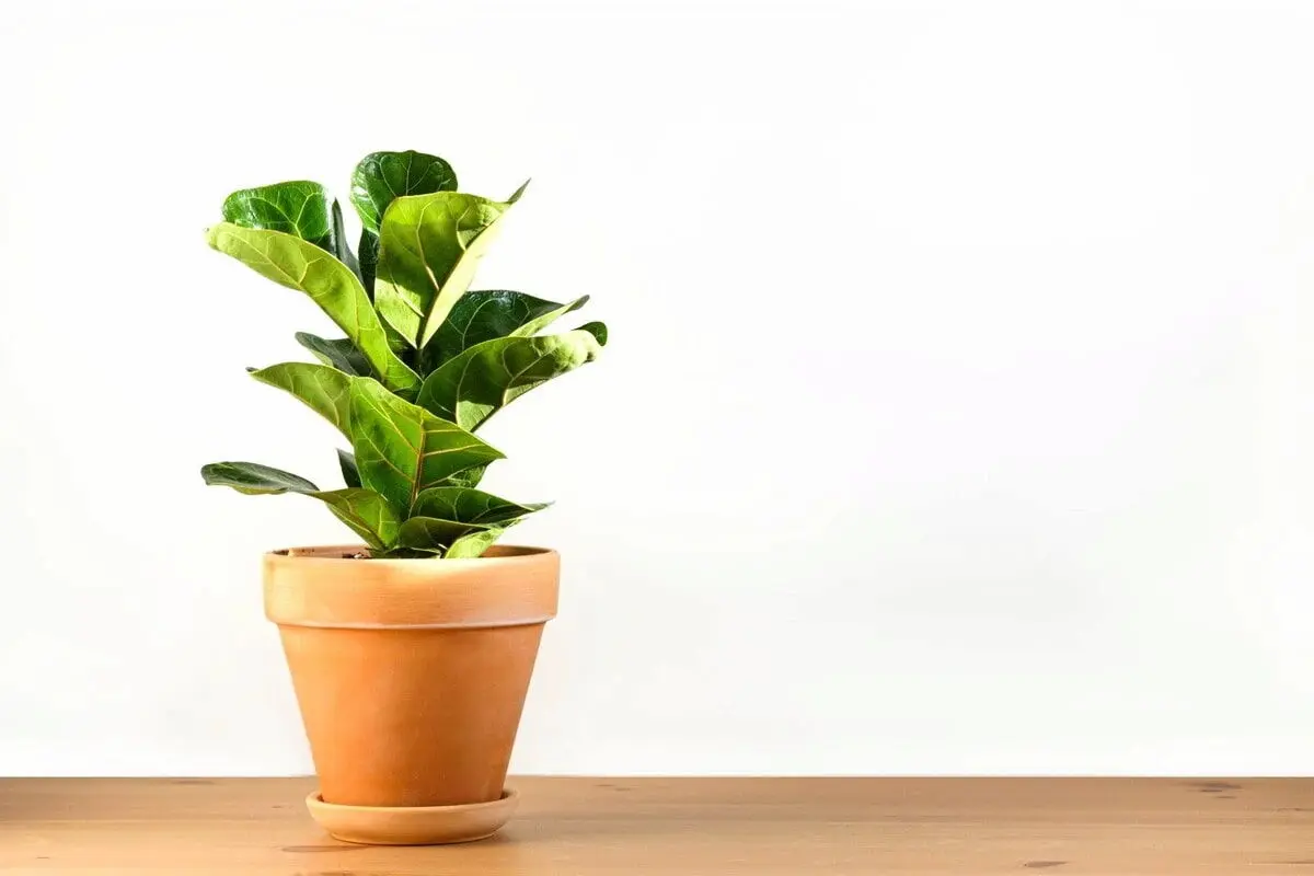 ficus-lyrata-6