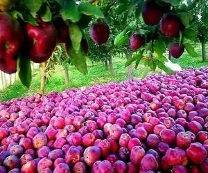 کشاورزی نوین؛ بچه شهری رفته روستا با دیدن حجم سیب های خوشمزه آویزون از درخت دهنش بازه