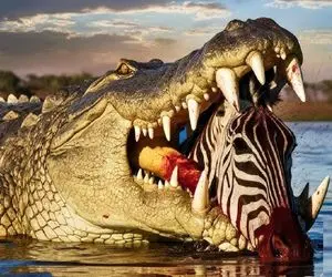 بدایع حیات وحش؛ تمساح بدسگال گورخر مفلوکی که از برکه آب نوشید رو درسته بلعید