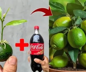 کشاورزی نوین؛ به لیمو خمیردندون زده تو خاکش هم نوشابه ریخته یه عالمه محصول داده 