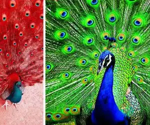 مستند حیات وحش؛ لحظه باز شدن پر طاووسهای خاص؛ بعضیاشون انگار با شب یلدا ست کردن! 