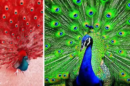 مستند حیات وحش؛ لحظه باز شدن پر طاووسهای خاص؛ بعضیاشون انگار با شب یلدا ست کردن! 