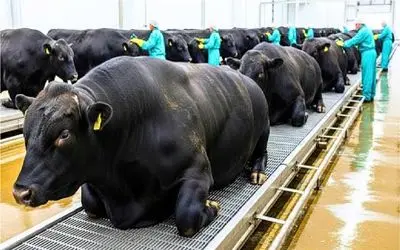 فرآوری گاو؛ گاو لاکچری غول میکنن برسن به گوشت با بافت نرم برا استیک لذیذ