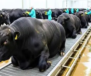 فرآوری گاو؛ گاو لاکچری غول میکنن برسن به گوشت با بافت نرم برا استیک لذیذ