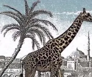 بازی فکری؛ اگه با هوشت همه رو تیکه وا تیکه و ذلیل کردی زرافه دوم رو پیدا کن