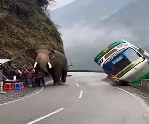 معماری طبیعت؛ فیل پرقدرت خودشو کوبید به اتوبوس مسافرای توش پرواز کردن