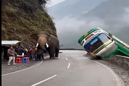 معماری طبیعت؛ فیل پرقدرت خودشو کوبید به اتوبوس مسافرای توش پرواز کردن