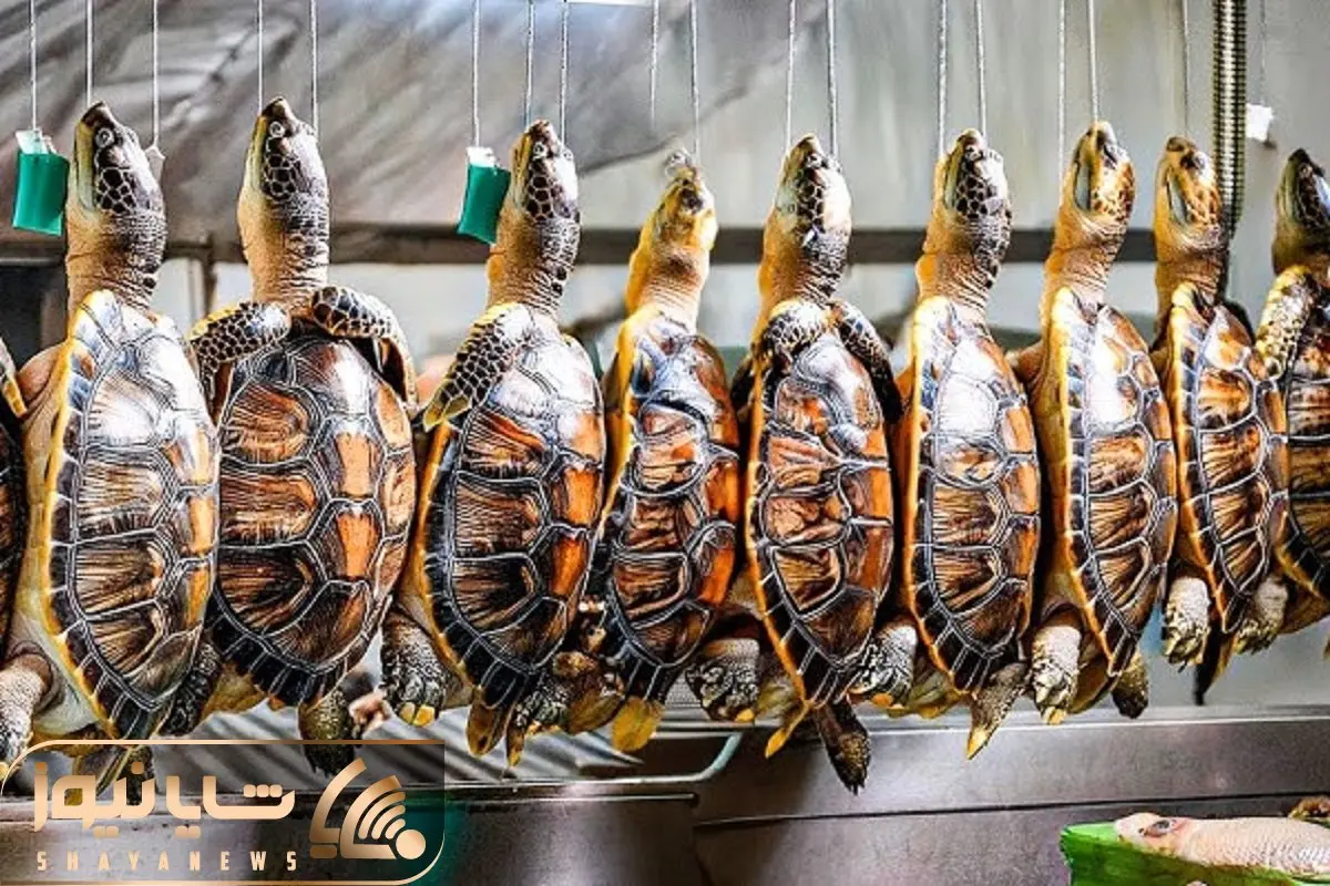 فرآوری لاکپشت؛ تخم لاک پشت رو تو لجن کاشت پروار که شد لاکشو کرد کلاهخود گوشتش شد کباب