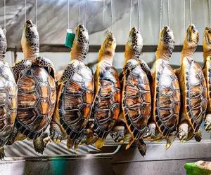 فرآوری لاکپشت؛ تخم لاک پشت رو تو لجن کاشت پروار که شد لاکشو کرد کلاهخود گوشتش شد کباب