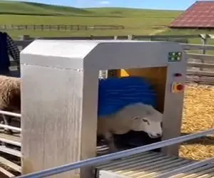 دامداری نوین؛ دستگاه حامام کن گوسفند ساختن زیقی میرن تو بیبی میان بیرون