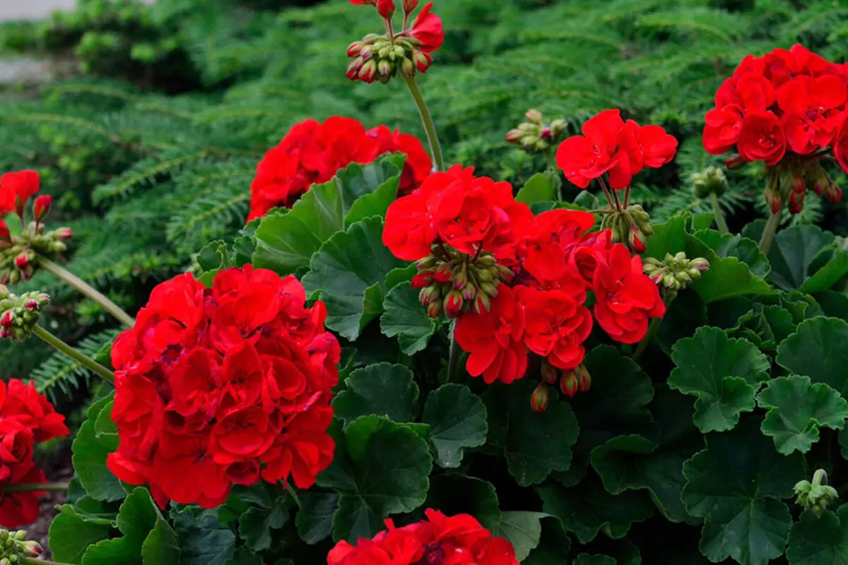 گیاهان مناسب برای محل کار