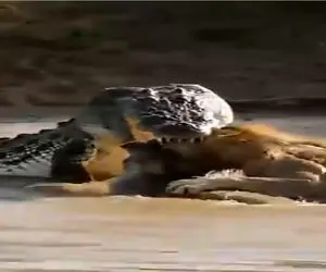 مستند حیات وحش؛ جنگ دو جانبه تمساح و شیر برای تصاحب طعمه