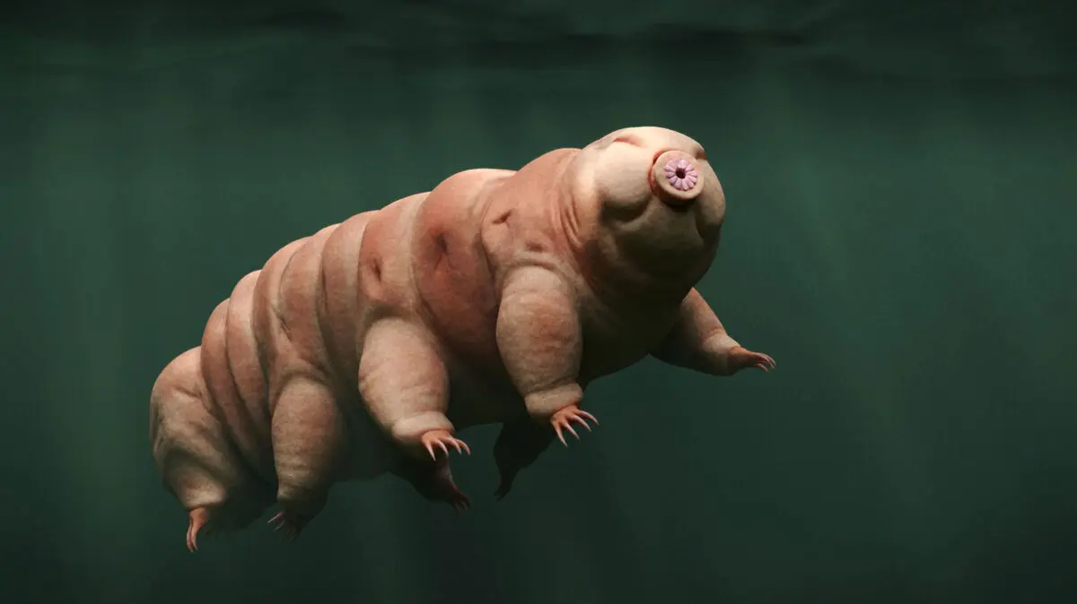 tardigrade-4