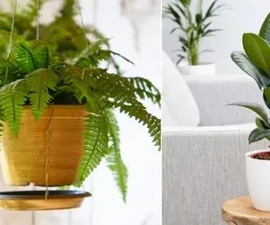 محبوب ترین گل های آپارتمانی رو بشناس تا از قافله خوشگلا عقب نمونی / روش های نگهداری