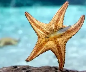 آن روی طبیعت وحشی؛ خرامان قدم زدن ستاره دریایی با هزاران پای کوچیک لب ساحل