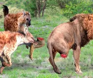 بدایع حیات وحش؛ کفتارهای سفاک شیر و دوره کردن از پا شروع به بلع کردن