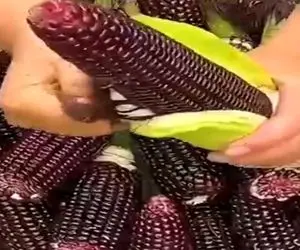 کشاورزی نوین؛ چین خوشمزه ترین بلال دنیا رو کاشت اصلا سفت نیست مثه موم تو دهن آب میشه