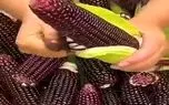 کشاورزی نوین؛ چین خوشمزه ترین بلال دنیا رو کاشت اصلا سفت نیست مثه موم تو دهن آب میشه کشاورزی نوین؛ چین خوشمزه ترین بلال دنیا رو کاشت اصلا سفت نیست مثه موم تو دهن آب میشه
