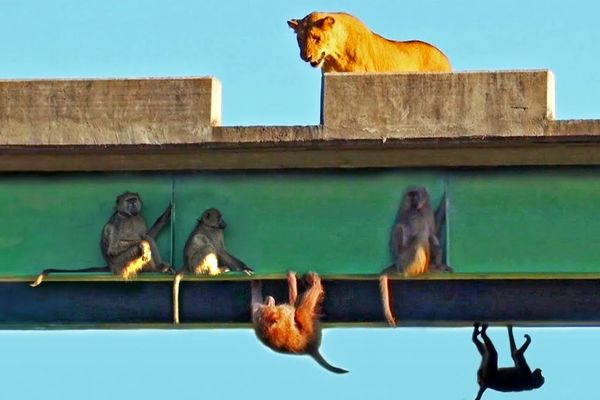 از جذابیت های حیات وحش؛مسخره بازی چندتا میمون که از چنگال شیرهای گرسنه فرار کردن