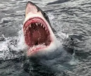 وحوش اقیانوس؛ کوسه ددمنش دیوونه شد به قزل آلا حمله کرد دمشو خورد سرشو رها کرد