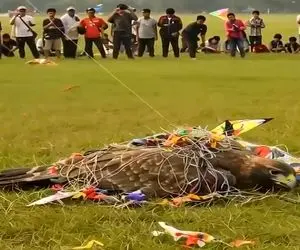 حیات وحش مصنوعی؛ عقاب عظیم الجثه رو با بادبادک شکار کردن