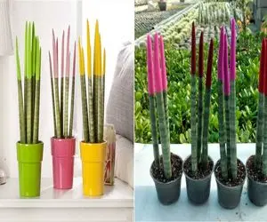 سانسوریای رنگی؛ گیاهی که با بی توجهی هم شاداب میمونه/ راز نگهداری از این گیاه در خانه