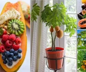 اگه دنبال درختچه های خاص برای خونت میگردی؛ پاپایا بِکار و با یه تیر دو نشون بزن! 