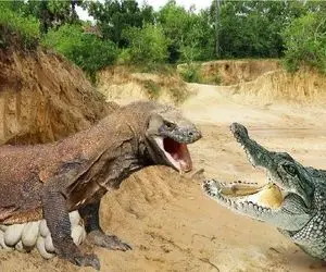 مستند حیات وحش / تمساح تا از تخماش غافل شد کومودو آز چپاولشون کرد