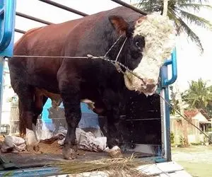 فرآوری گاو؛ گاو فوق سنگین 2000 کیلویی که وقتی رفت پشت تریلی کمک فنرهاش خوابید