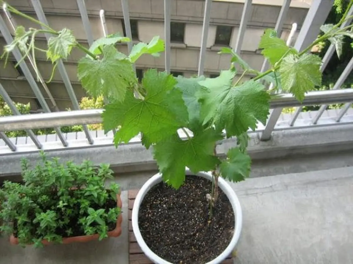 planting-grapes-1002