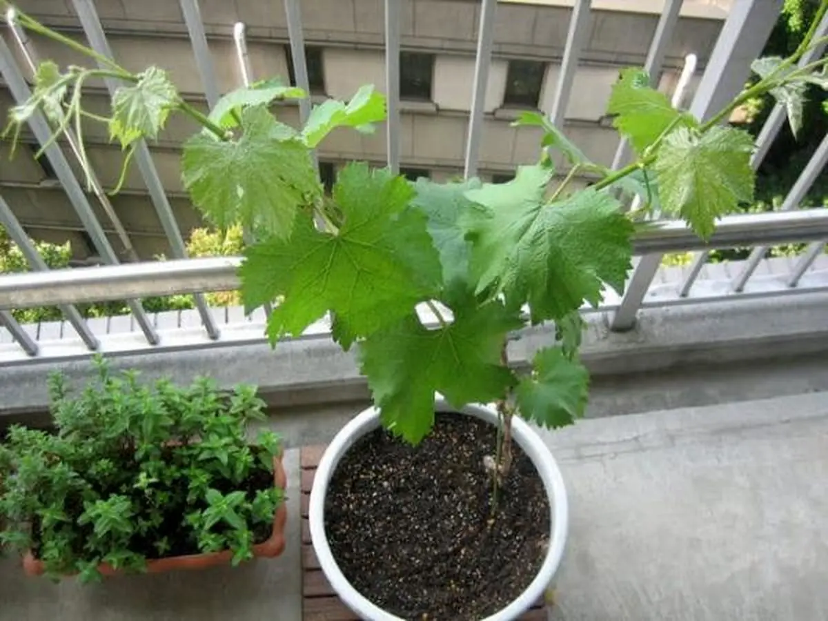 planting-grapes-1002