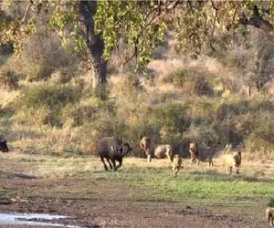 مستند حیات وحش؛ مجادله معاندانه شیر و بوفالو برای بقا